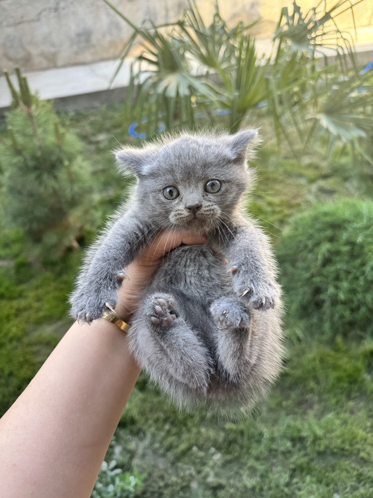 Котята скоттиш фолд,страйт