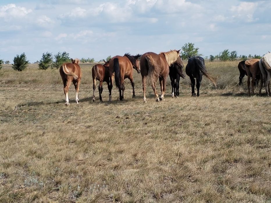 Жылқы (бие, жабағылар) сатамын