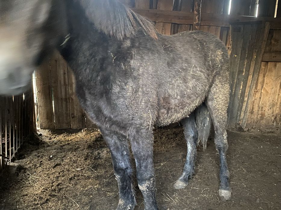 Кобылка с откорма ,2 месяца на откорме