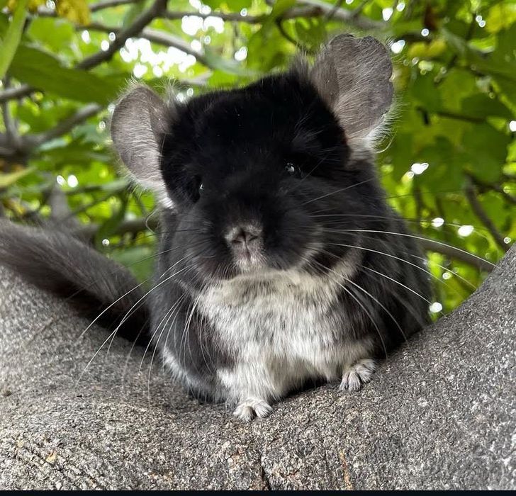 Cincila chinchilla cincila sinsila