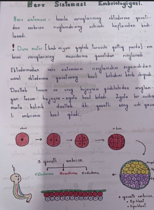 Neyroanatomiya kitob