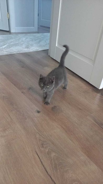 Котёнка в добрые руки