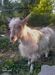 Capra alba de vânzare