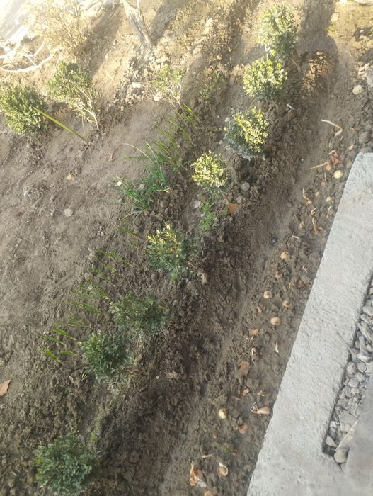 Shamshod koʻchat sotiladi