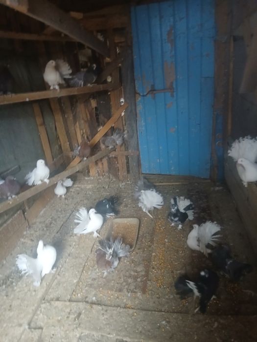 Porumbei de vânzare