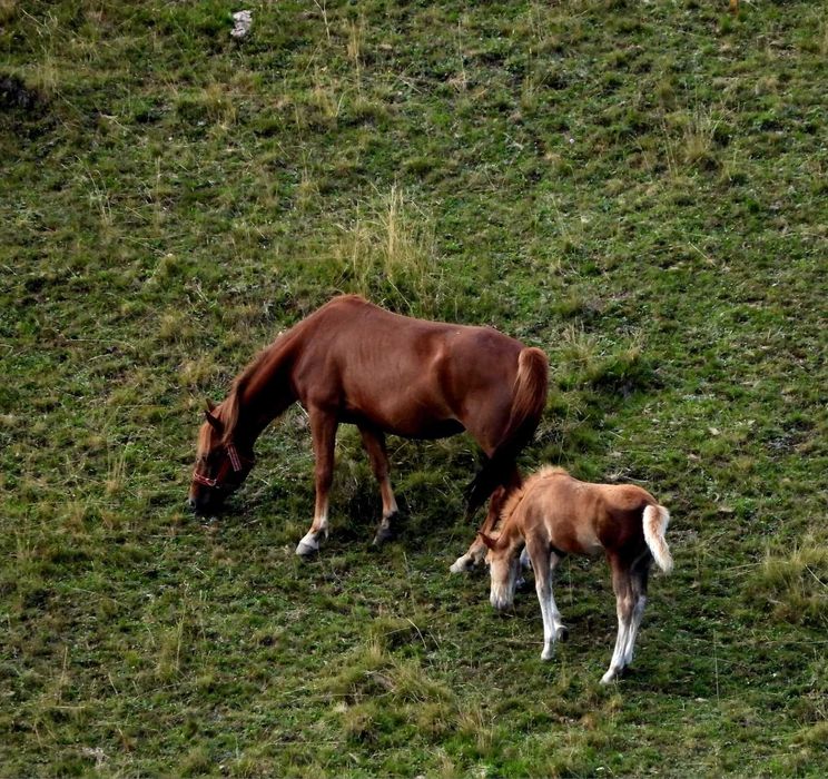 Vând iapă tânără cu mânz