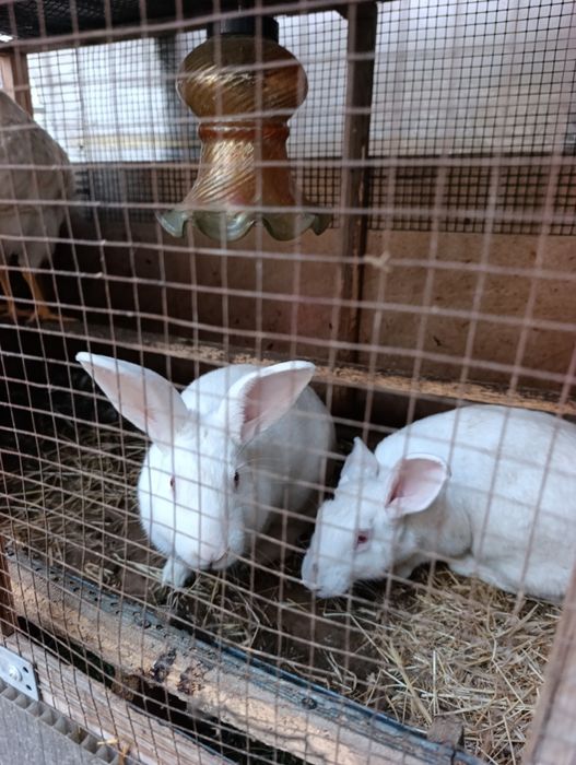 2 ta samka 2 ta sames hikol para.