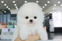 Pomeranian teacup boo