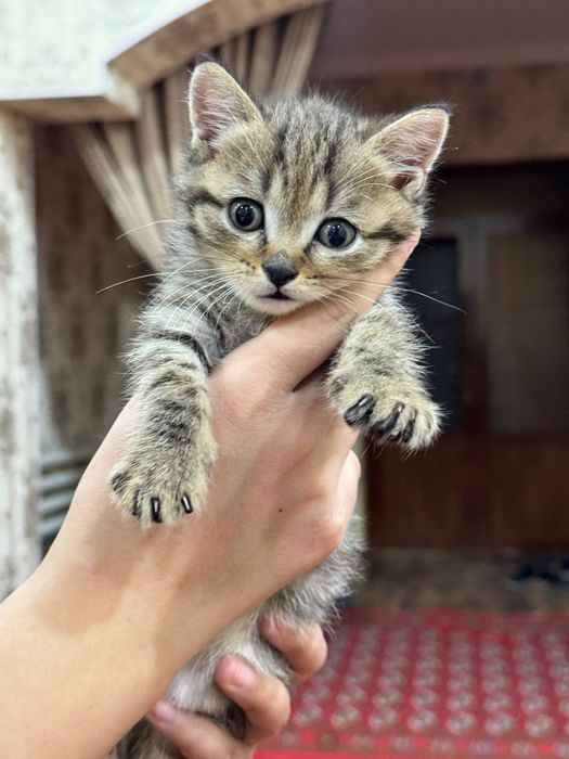 Shvetskiy mushuk bolalari