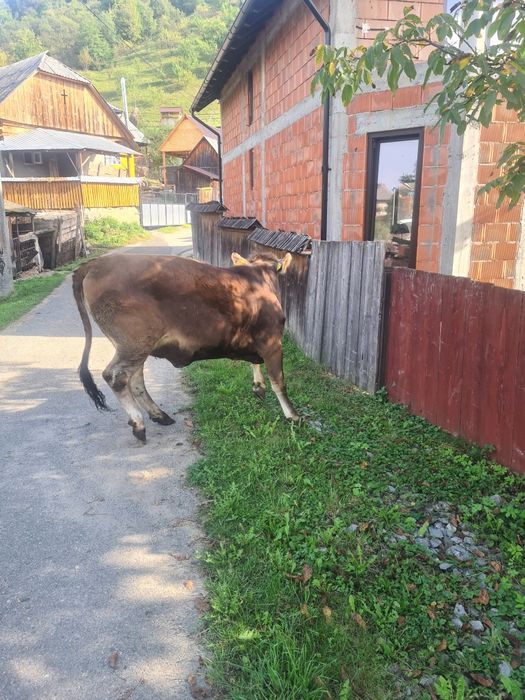 Jurinca a fata de vânzare