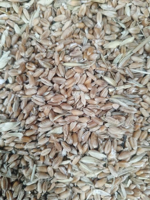 Зерно отходы,кормовая смесь.