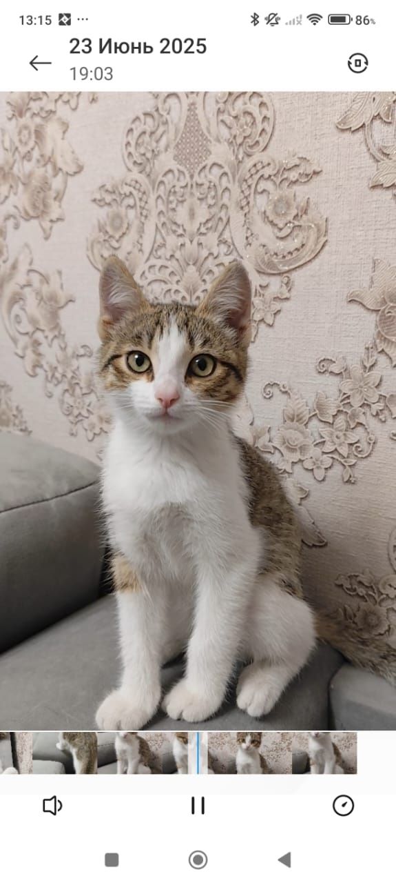 Котёнок девочка ищет дом