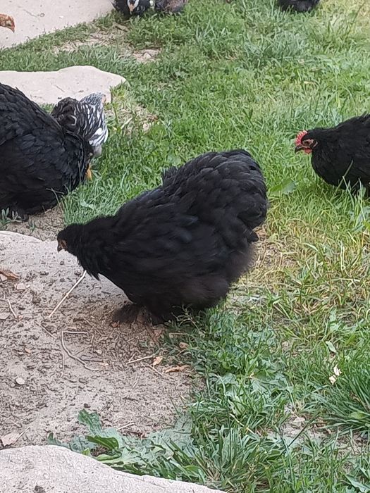 Vând pui cochinchina pituc și altele