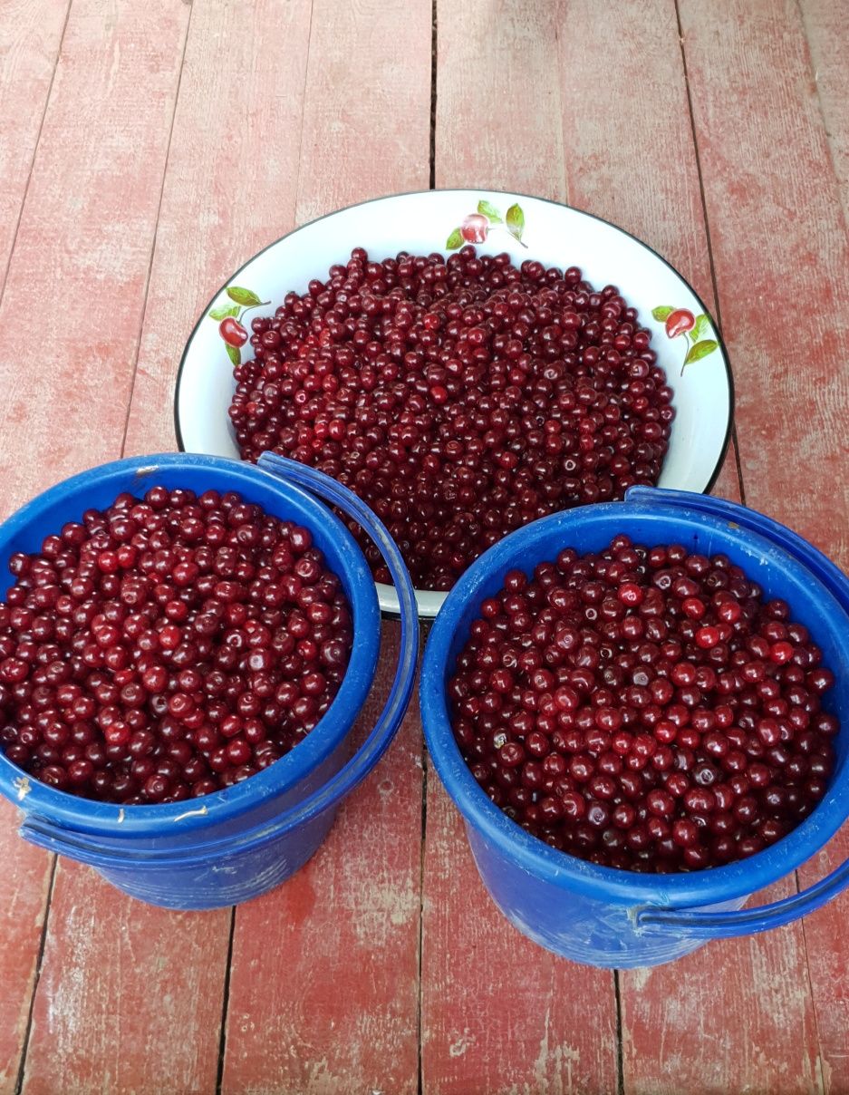 Вишня с доставкой