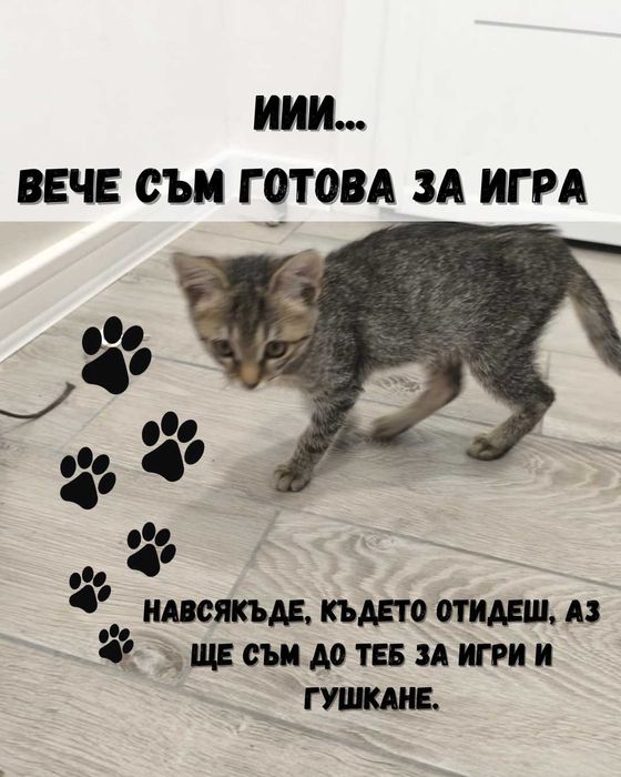 Най-сладкото коте – малко, обичливо и чака ТЕБ