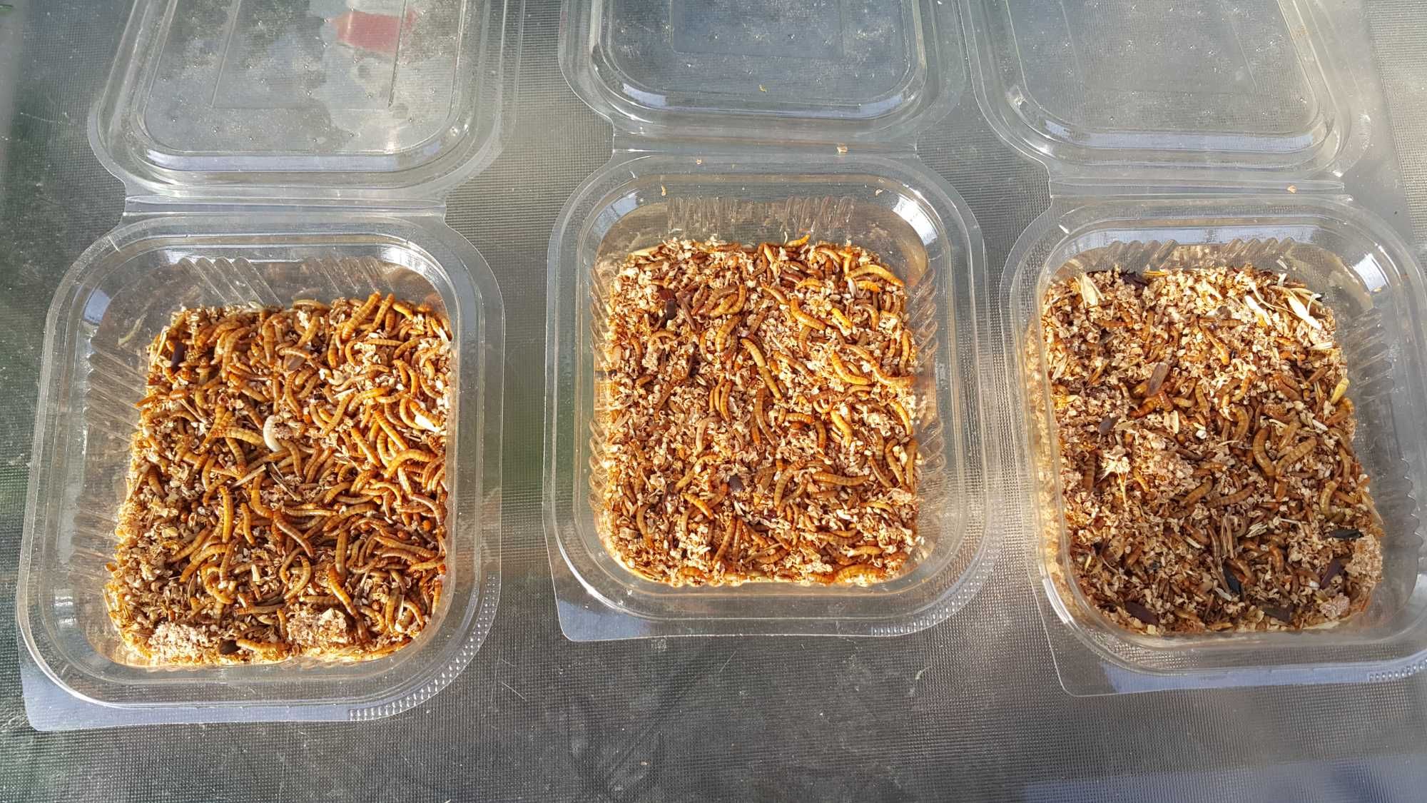 Vand mealworms  viermi de faina de la  10 lei caserola