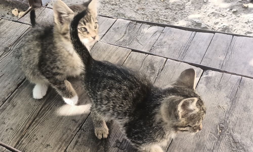 Отдам котят в добрые руки