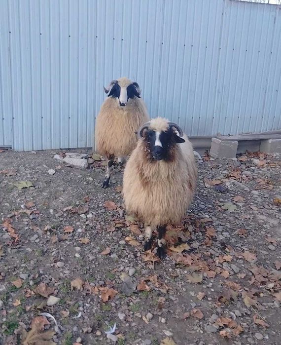 Berbec breaz de 6 luni