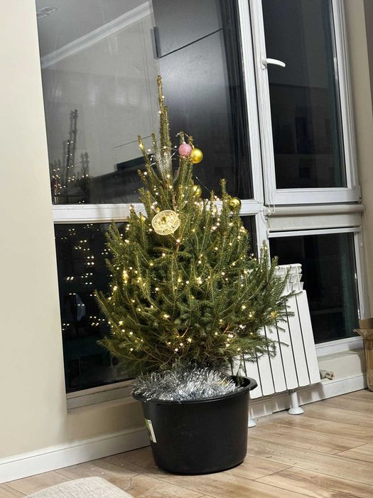 Ель с корнем / Ель с комом / Елка живая Новогодняя живой ели Алматы