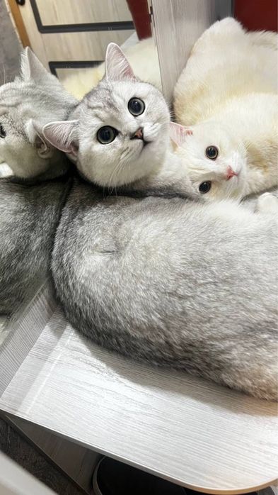 Mushuchalaga bron ochildi