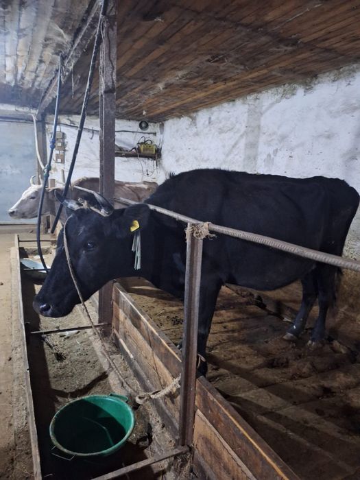 Продам Дойных коров с телятами