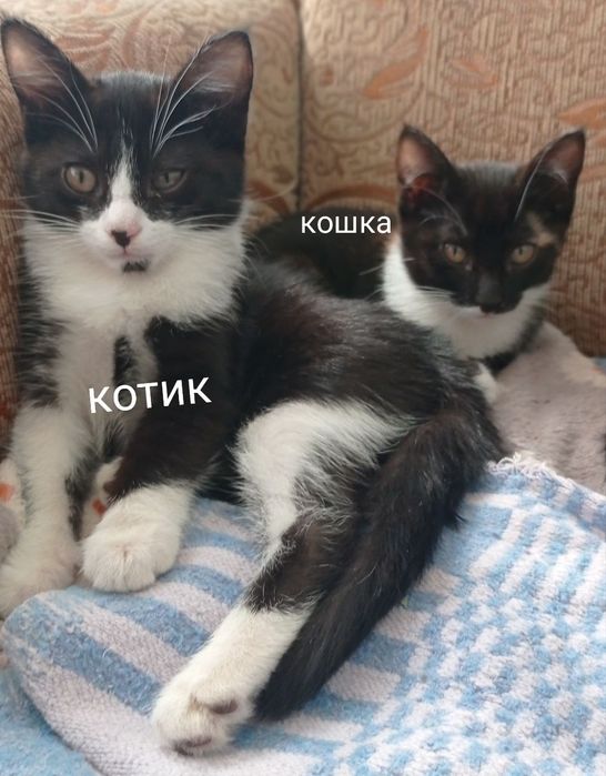 Отдам котят в добрые руки!