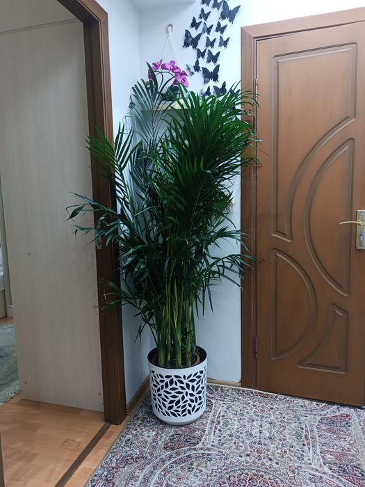 Хонаки гул. Палма