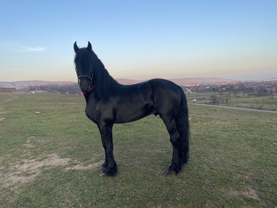 Vand manz frizian de 3 ani original