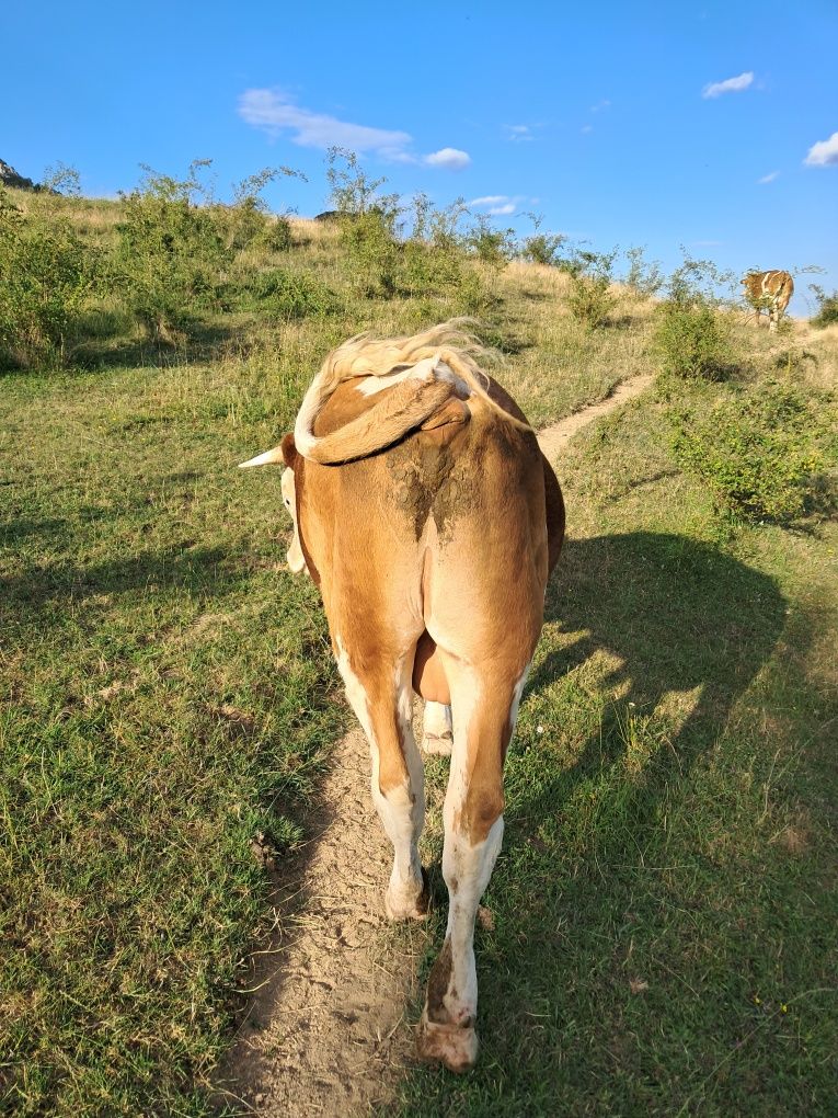 Taur de.  vanzare