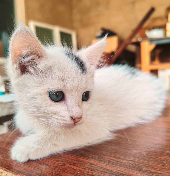 Отдадим котят в хорошие руки