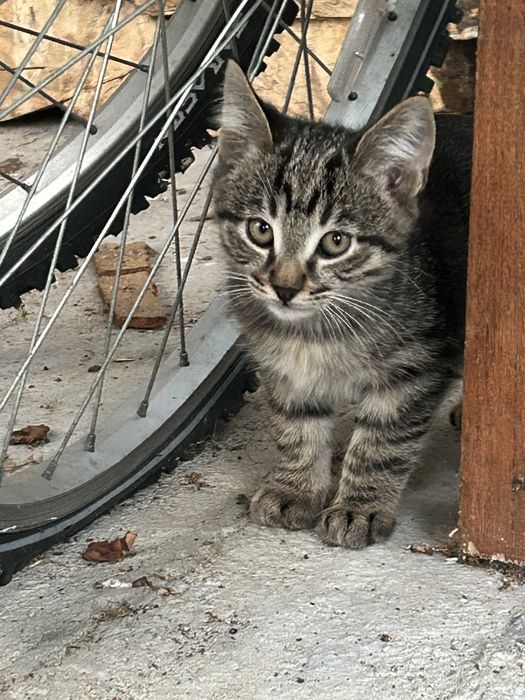 Подарявям котенца