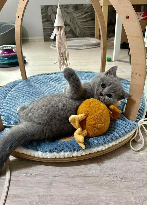 Британска късокосместа