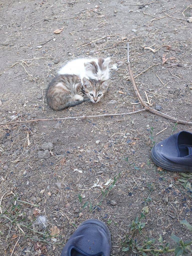 Подарявам две женски котета