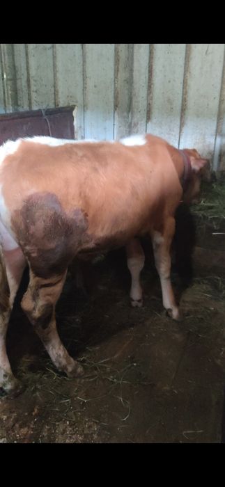 Vând tăuraș înțărcat