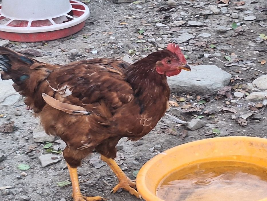 Pasari crescute in gospodarie