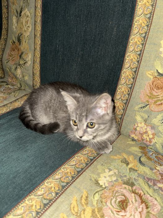 Котенок девочка отдам даром