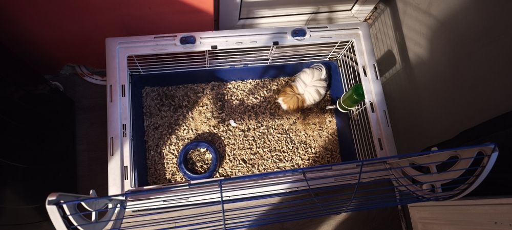 Подарявам морско свинче