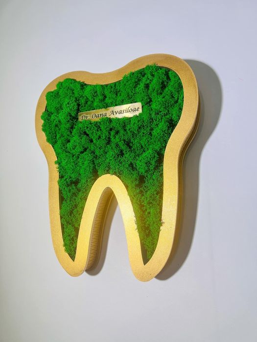 Decorațiune masea/ Molar cu licheni pentru Cabinete Stomatologice