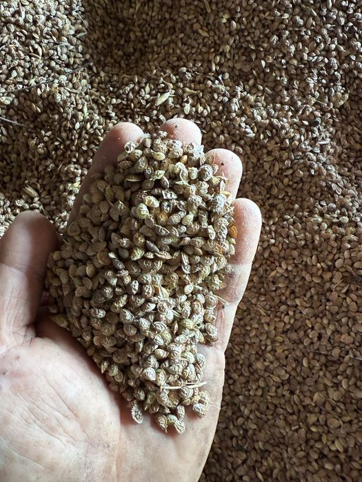 Vând sămanță sparcetă