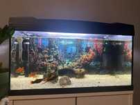 Acvariu pesti 45 L