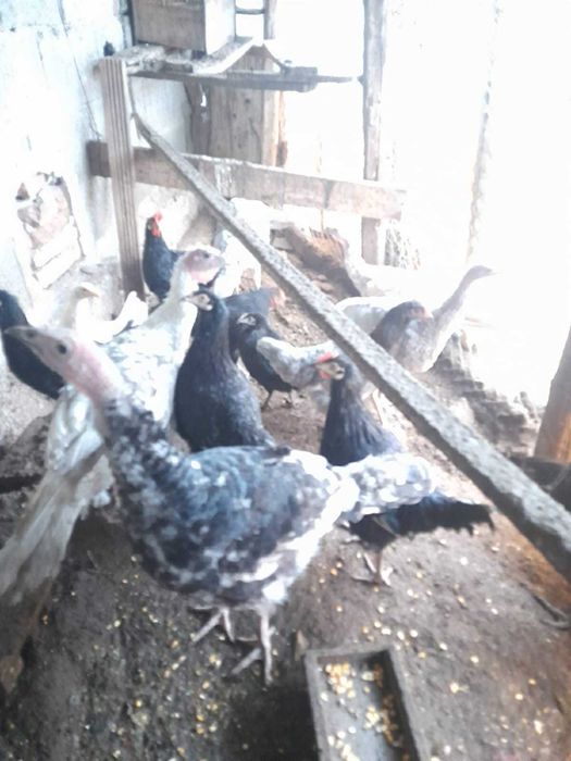 Продавам домашни селски пуйки  8 броя добре гледани домашни пуйки