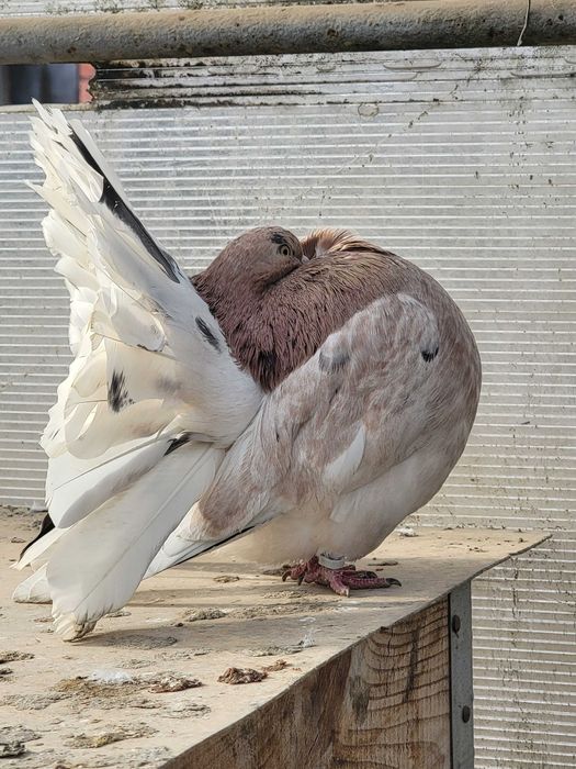 Porumbei Coadă Roată