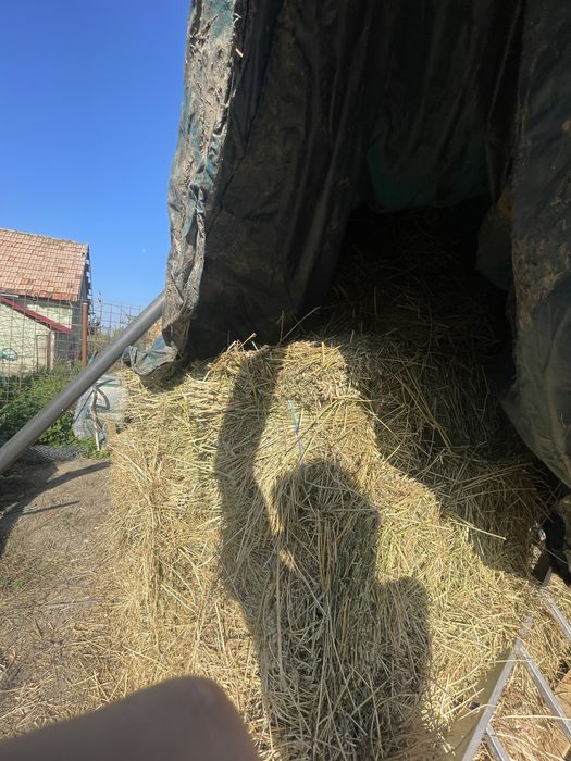 Baloti de lucerna (100 buc.)