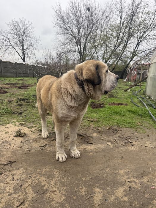 Ciobanesc de asia centrala