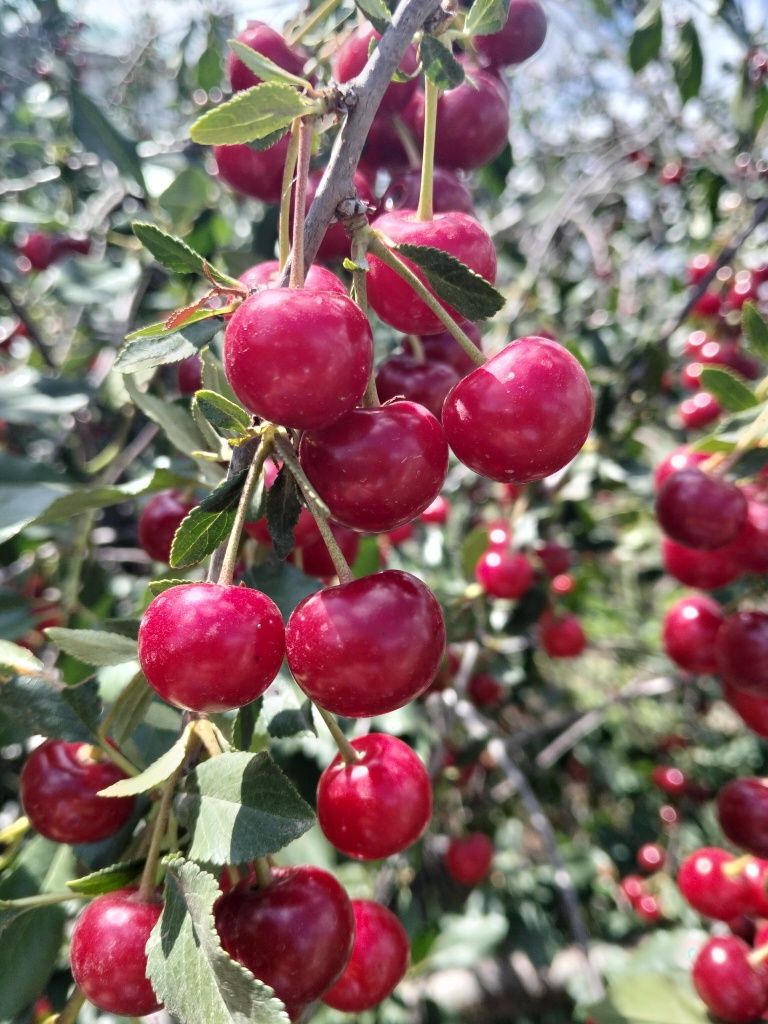 Продам вишню домашнюю