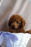Băiețel caniche / pudel Red toy cu pedigree