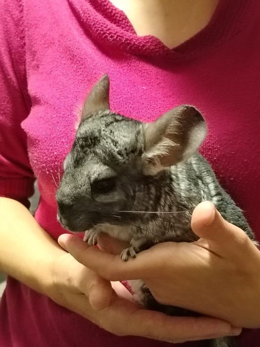 Sinsila (chinchilla)