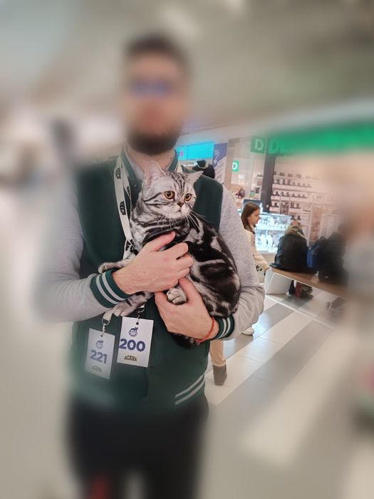 Motănel scottish straight