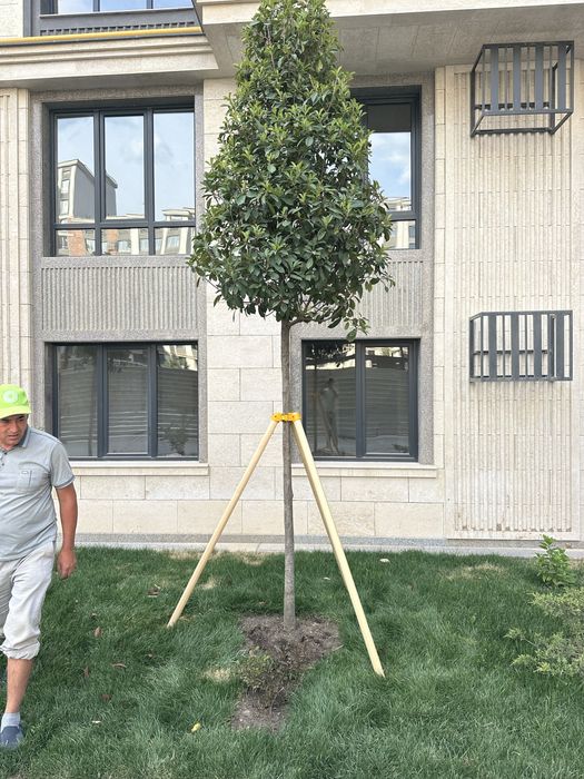 Опора для растений ( дарахтлар учун козик ва тиргаклар)