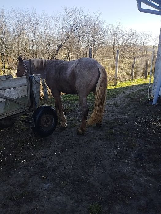 Vând mânz de 3 ani